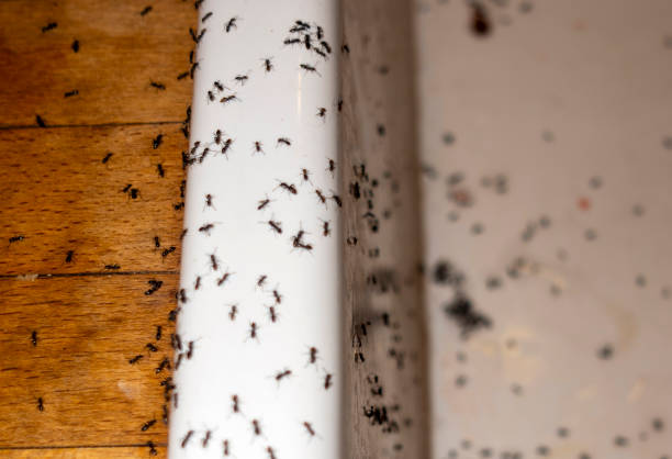 Best Insect Control  in Gberts, IL